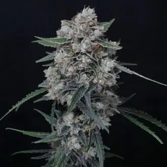 Auto Whipped Runtz cannabis seeds