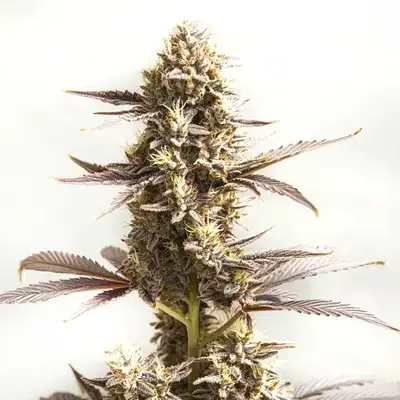 Auto Whiskey Zulu cannabis seeds