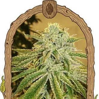 Auto White Banana cannabis seeds