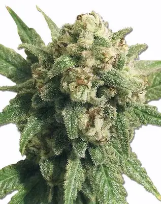 Auto White Cheese cannabis seeds