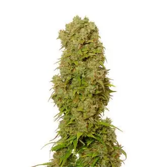 Auto White Choco cannabis seeds by Amsterdam Genetics