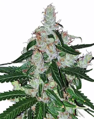 Auto White LSD cannabis seeds