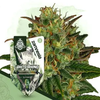 Auto White Rhino cannabis seeds by Zamnesia Seeds