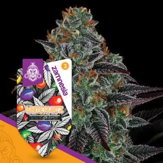 Auto White Runtz cannabis seeds by Zamnesia Seeds
