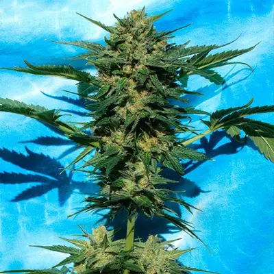 Auto White Russian #1 cannabis seeds