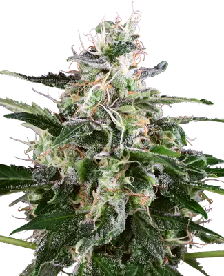 Auto White Skunk cannabis seeds