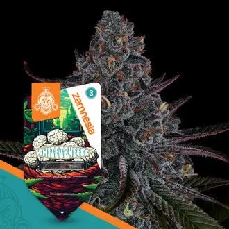 Auto White Truffle cannabis seeds by Zamnesia Seeds