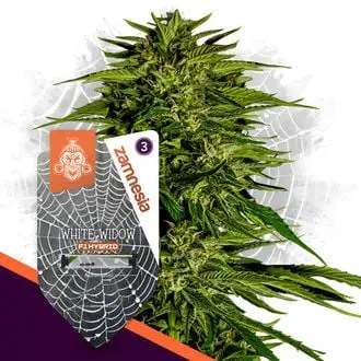 Auto White Widow F1 cannabis seeds by Zamnesia Seeds