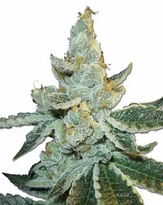Auto White Widow Max cannabis seeds
