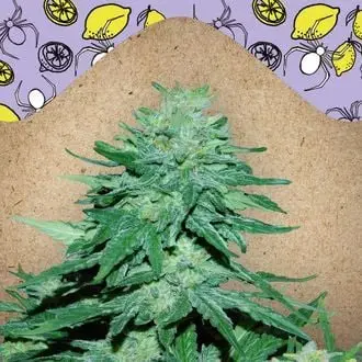 Auto White Widow x Big Bud cannabis seeds