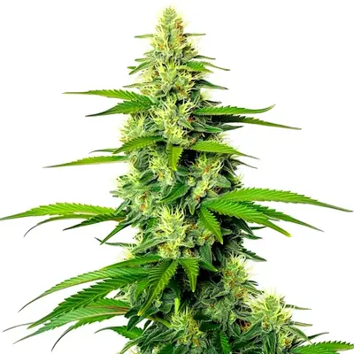 Auto White Widow x California Snow cannabis seeds