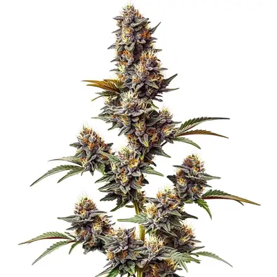 Auto White Widow x Crystal Meth cannabis seeds by Blimburn Seeds
