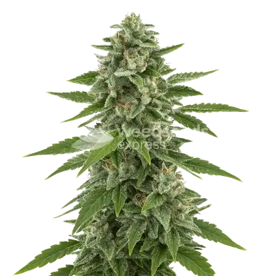 Auto White Widow X Northern Lights cannabis seeds