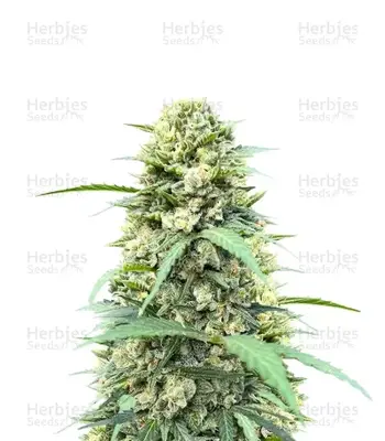 Auto White Widow x White Fire OG cannabis seeds