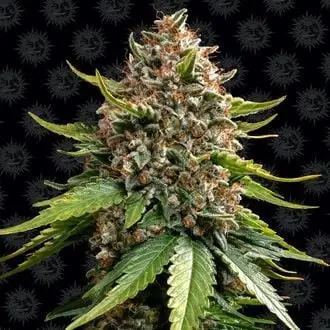 Auto White Widow XXL cannabis seeds by Barney's Farm