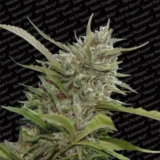 Auto Whiteberry cannabis seeds by Paradise Seeds