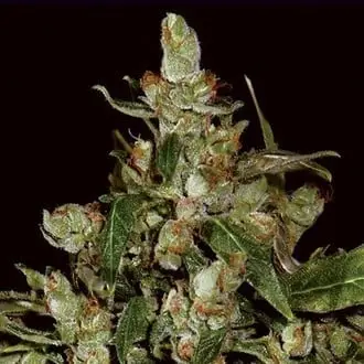 Auto Widow cannabis seeds by CBD Seeds