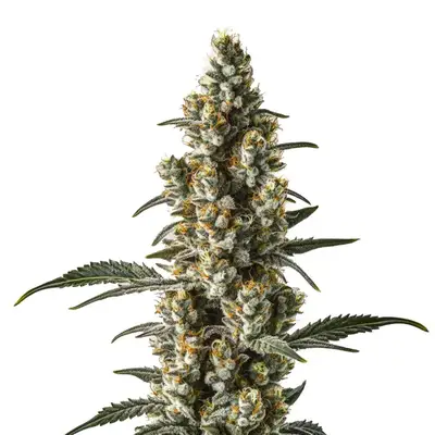 Auto Wild Thailand Ryder cannabis seeds