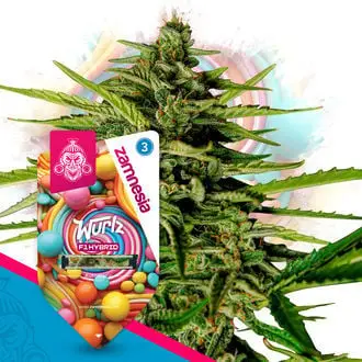 Auto Wurlz F1 cannabis seeds