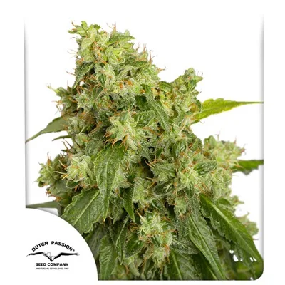 Auto Xtreme cannabis seeds