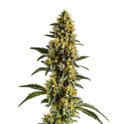 Auto Yumbolt Banana cannabis seeds by Blimburn Seeds