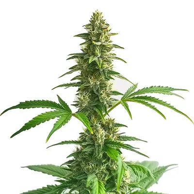 Auto Yumbolt cannabis seeds by Blimburn Seeds