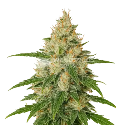 Auto Z OG cannabis seeds