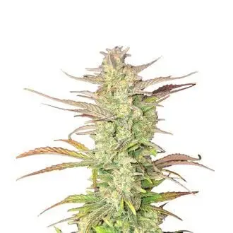 Auto Z-Up cannabis seeds by Fastbuds