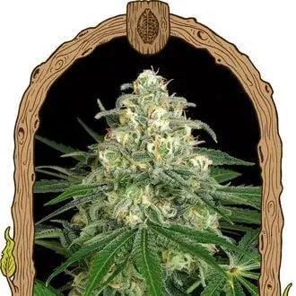 Auto Z&Z cannabis seeds