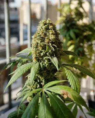 Auto Zeppelin cannabis seeds