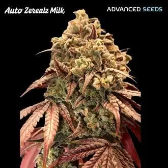 Auto Zerealz Milk cannabis seeds