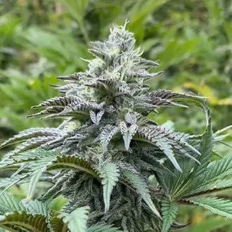 Auto Zkit Kandy Dream cannabis seeds by Kannabia