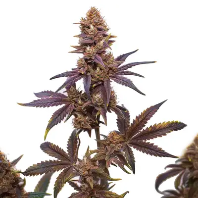 Auto Zkitllez x Purple Punch Auto F1 cannabis seeds
