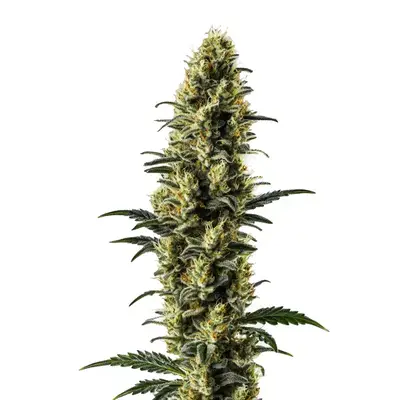 Auto Zkitllez cannabis seeds by Blimburn Seeds