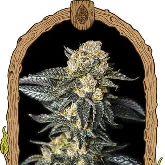 Auto Zkittaberry cannabis seeds