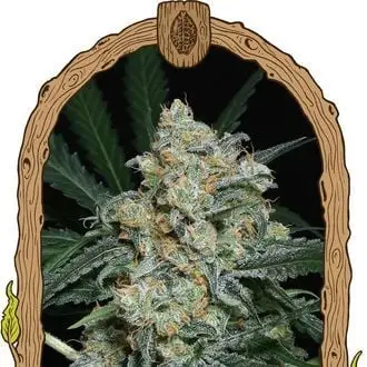 Auto Zkittalicious cannabis seeds