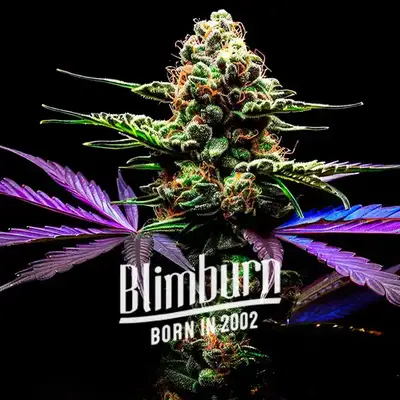 Auto Zkittlez Grape Bubble cannabis seeds