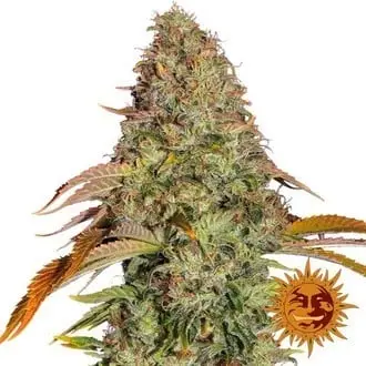 Auto Zkittlez OG cannabis seeds by Barney's Farm