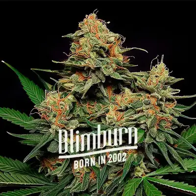 Auto Zkittlez Tangie Power cannabis seeds
