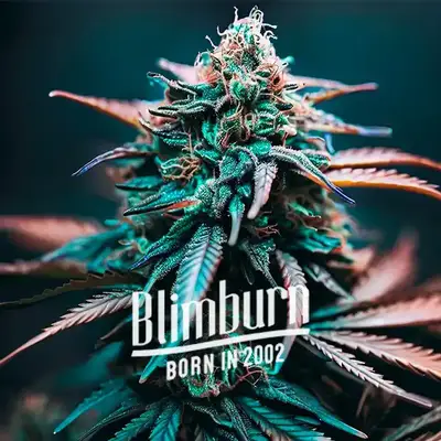 Auto Zkittlez x Gorilla cannabis seeds