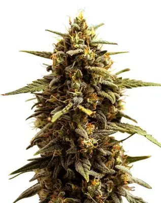 Auto Zkittlez cannabis seeds