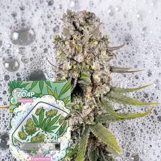 Auto Zoap cannabis seeds by Zamnesia Seeds