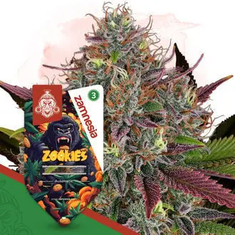 Auto Zookies cannabis seeds by Zamnesia Seeds