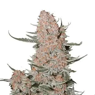 Auto Ztrawberriez cannabis seeds by Fastbuds