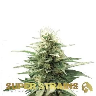 Autoflower Fini cannabis seeds