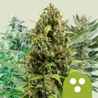 Autoflowering Mix cannabis seeds