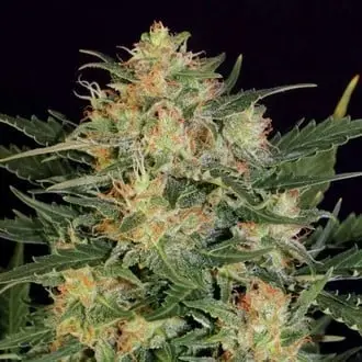 Autoflowering White Russian cannabis seeds