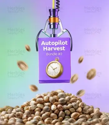 Autopilot Harvest Bundle #2 cannabis seeds