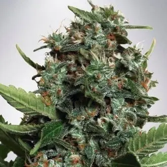 Autopilot XXL cannabis seeds by Ministry of Cannabis