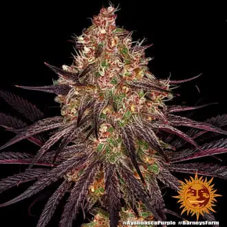 Ayahuasca Purple cannabis seeds